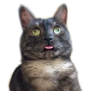 Sticker Meow @stickersb2b - 5