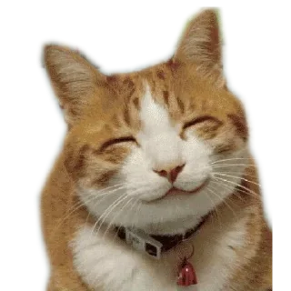 Sticker Meow @stickersb2b - 4