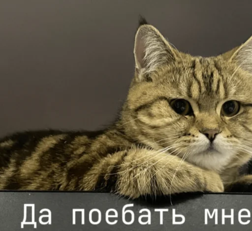 Молчать вика я абсолют - 