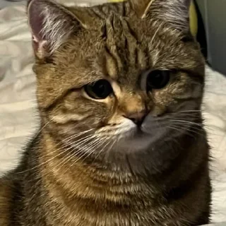 Стикер Молчать вика я абсолют - 3