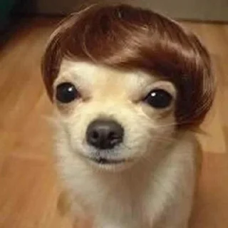 Стикер Молчать вика я абсолют - 1