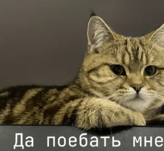 Стикер Молчать вика я абсолют - 2