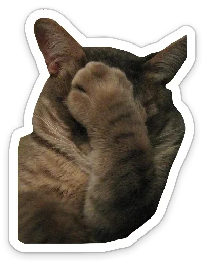 small to medium-sized cats felidae whiskers