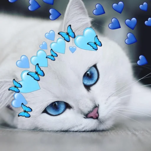 cat animal small to medium-sized cats