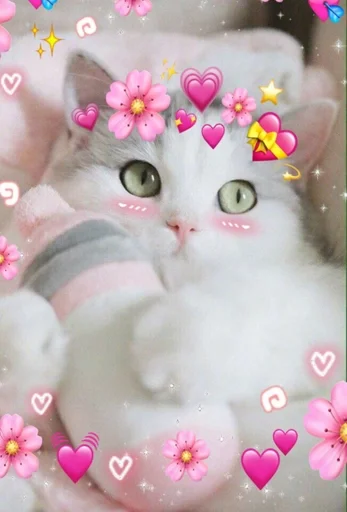 small to medium-sized cats cat felidae