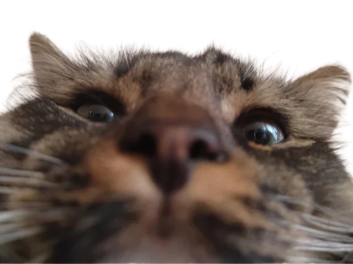 Sticker Koticus_by_TgEmodziBot - 1