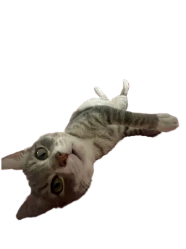 Sticker Koticus_by_TgEmodziBot - 1