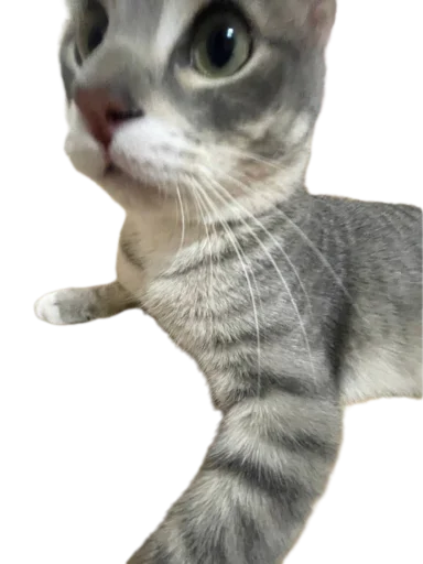 Sticker Koticus_by_TgEmodziBot - 1