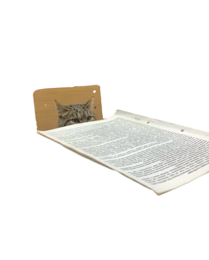 Sticker Koticus_by_TgEmodziBot - 1