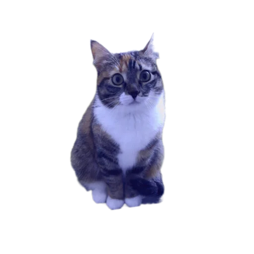 Sticker Koticus_by_TgEmodziBot - 1