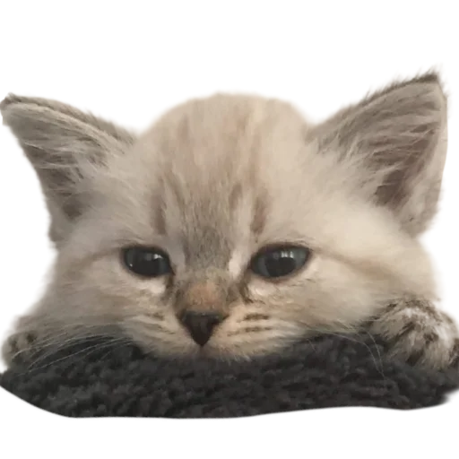 Котикусы @NeuroSneg - 