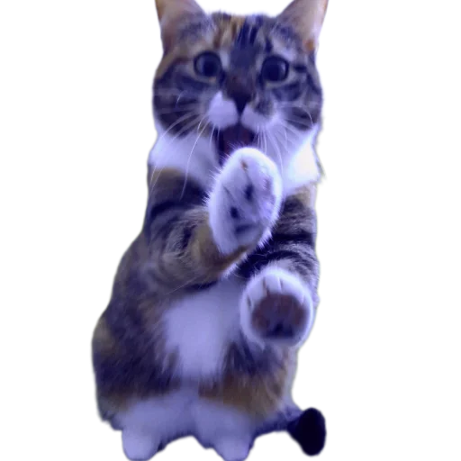 Sticker Koticus_by_TgEmodziBot - 1