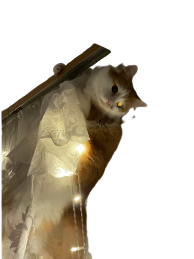 Sticker Koticus_by_TgEmodziBot - 1