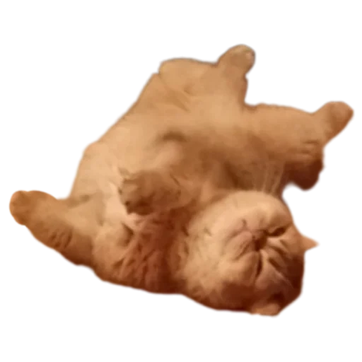 Sticker Koticus_by_TgEmodziBot - 1