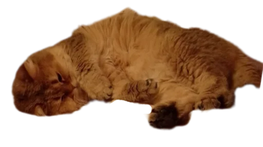 Sticker Koticus_by_TgEmodziBot - 1