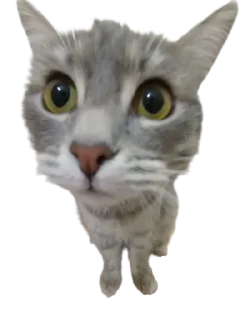 Sticker Котикусы @NeuroSneg - 8