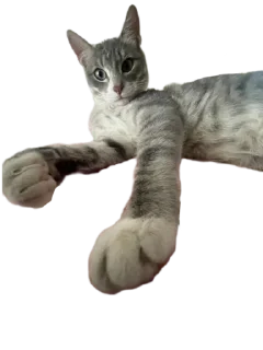 Sticker Котикусы @NeuroSneg - 7