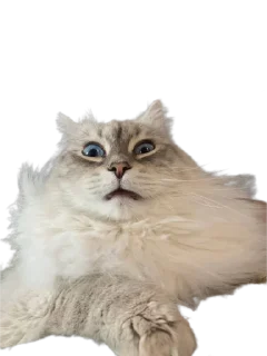 Sticker Котикусы @NeuroSneg - 2