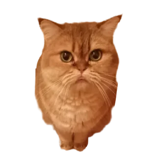 Sticker Котикусы @NeuroSneg - 5