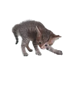 Sticker Котикусы @NeuroSneg - 3