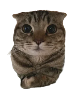 Sticker Котикусы @NeuroSneg - 4