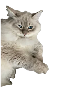 Sticker Котикусы @NeuroSneg - 9