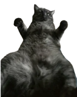 Sticker Котикусы @NeuroSneg - 6