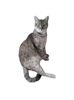 Sticker Котикусы @NeuroSneg - 11