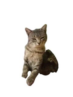 Sticker Котикусы @NeuroSneg - 1