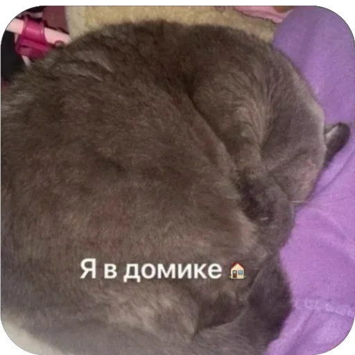 Котик мау - 