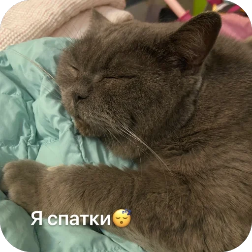 Стикер KotikMau6 - 1