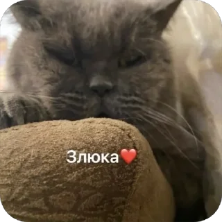 Стикер Котик мау - 3