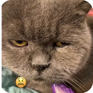 Стикер Котик мау - 2