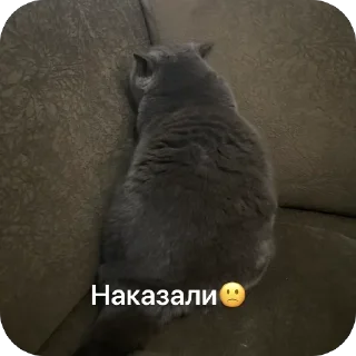 Стикер Котик мау - 5