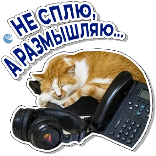 Sticker Кот Мостик - 9