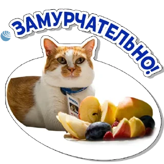 Sticker Кот Мостик - 1