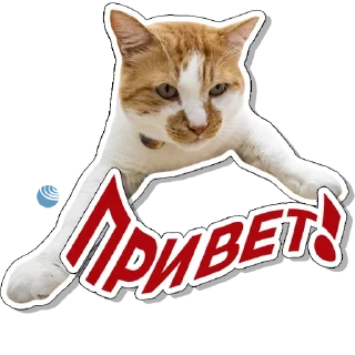 Sticker Кот Мостик - 5