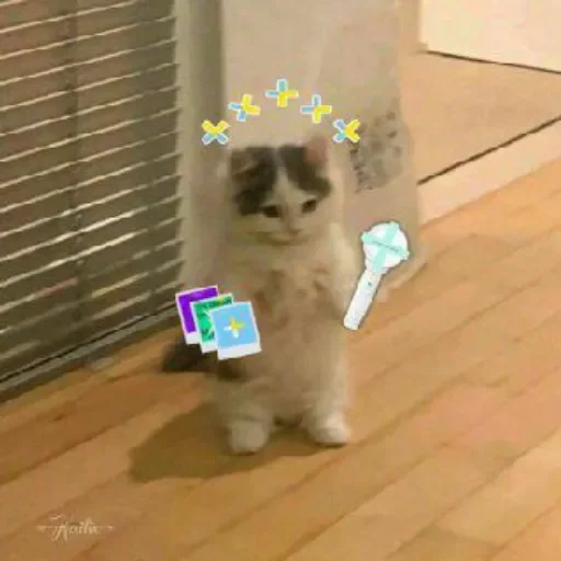 mammal animal indoor