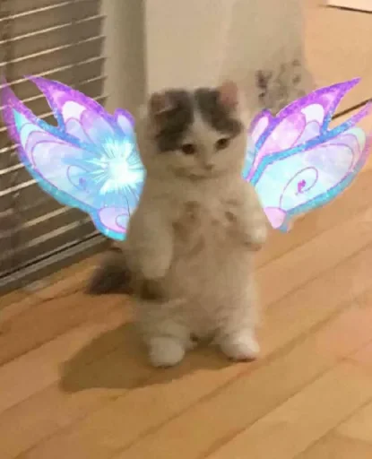 butterfly small to medium-sized cats animal