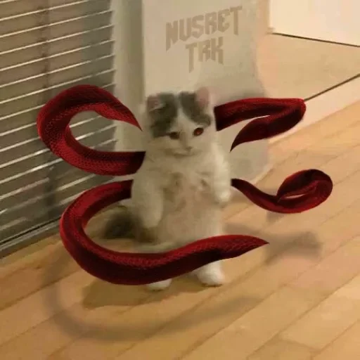 mammal animal small to medium-sized cats