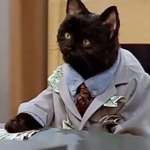 Котик бляцкий - животное