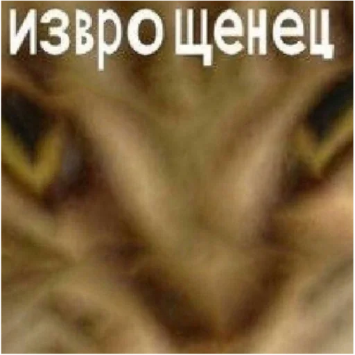 Sticker Kotiki29409 - 1