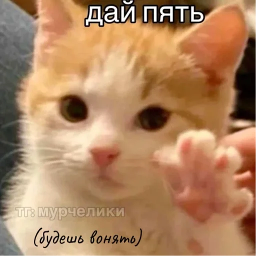 Sticker Kotiki29409 - 1