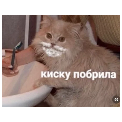 Sticker Kotiki29409 - 1