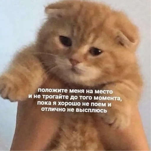 Стикер Kotiki29409 - 1