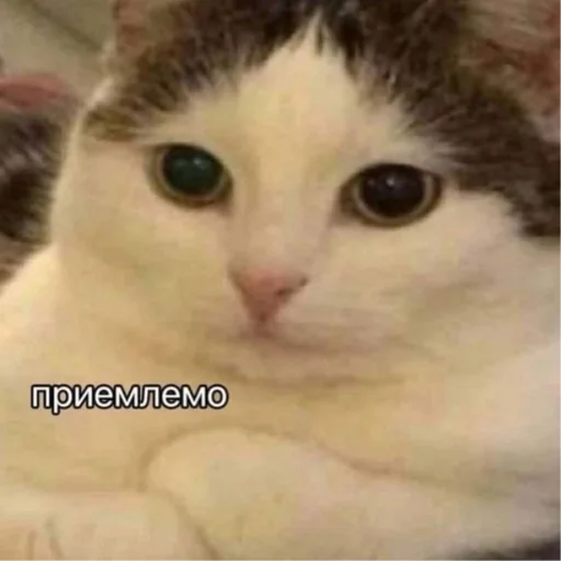 Sticker Kotiki29409 - 1