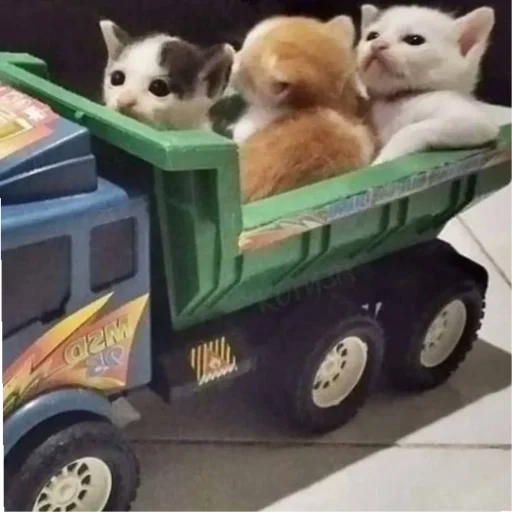 Стикер Kotiki29409 - 1