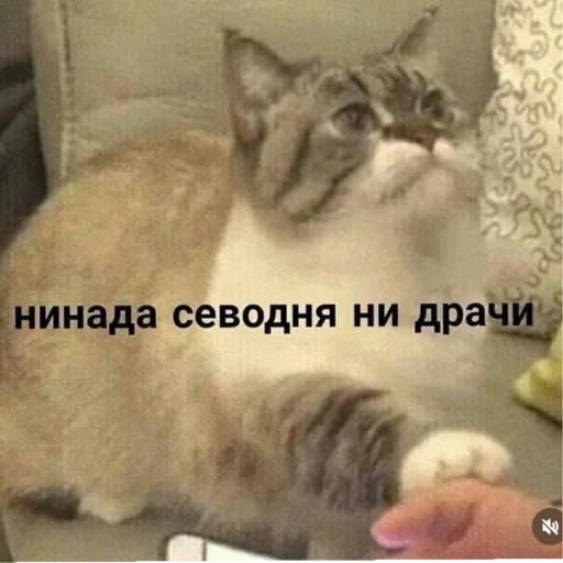 Sticker Kotiki29409 - 1