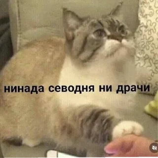 Sticker Котики2 - 0