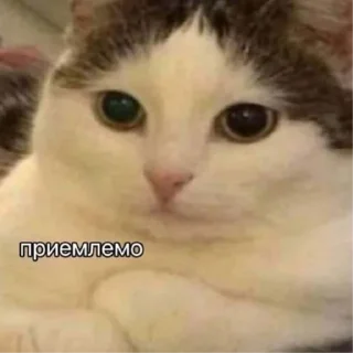 Sticker Котики2 - 11